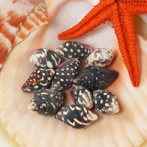 10шт Ракушки миниатюрные ~1-1,7см (темные)